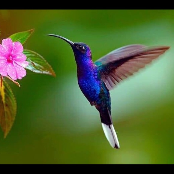 Meet your Posher, Martha - Picture 1 of 1